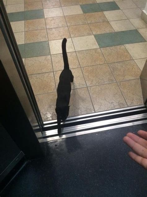 黑貓不請自來 白虎 電梯